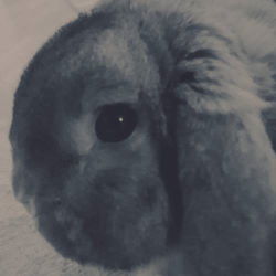 A grayscale image of a bunny.